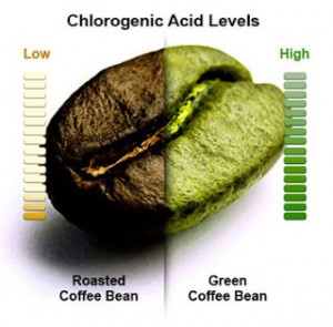 Chlorogenic acid levels